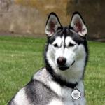 Smart QR Code Pet ID Tag for Dogs