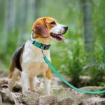 Personalized Reflective Dog Collar with Name Plate