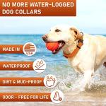 NexaPaw Adjustable Waterproof Dog Collar with ID Tag