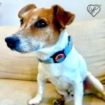 Personalized Airtag Pet ID Collar Tag - Blue Paw