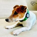 Airtag-Compatible Pet ID Tag with Custom Engraving