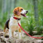 Personalized No-Jingle Dog Collar with ID Tag