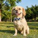 3PCS Adjustable Dog Collar and Leash Set