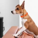 Heavy Duty Waterproof Dog Collar in Hunter Orange