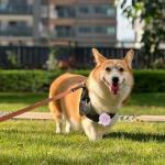 12 Pcs Pink Floral Dog Collar Accessories