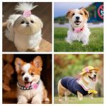 12 Pcs Pink Floral Dog Collar Accessories