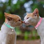 16 Pack Breakaway Cat Collars with Bells