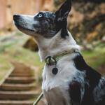 Ruffwear Knot-a-Collar Reflective Dog Training Collar