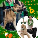 9 Pcs Adjustable Holiday Dog Collars Set