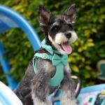 Adorable Small Dog Harness and Leash Set