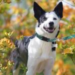 Adjustable Dog Collar and Leash Set for Small Dogs