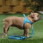 Plutus No Pull Adjustable Mesh Dog Harness