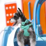 Adorable Small Dog Harness and Leash Set