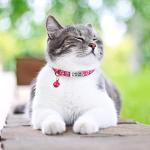 Personalized Reflective Cat Collar with Name Tag