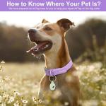 Wisedog Waterproof Adjustable Dog Collar with Airtag Case