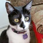 Durable Custom Pink Heart Pet ID Tag