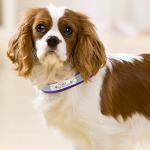 Personalized Reflective Dog Collar and Leash Set