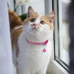 Personalized Reflective Cat Collar with Name Tag