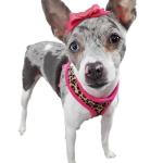 Personalized Plush Leopard Dog Harness & Leash Set