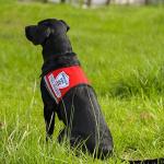 Service Dog Vest with Patch, ID Badge & Pocket