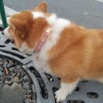 Adjustable Dog Collar with Smart ID Ring – Pink