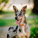 Waterproof Biothane Dog Collar with Quick Release