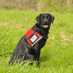 Service Dog Vest with Patch, ID Badge & Pocket