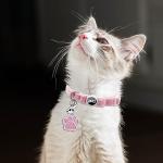 Personalized Velvet Cat Collars with ID Tags