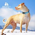 BAAPET Secure Dog Collar with ID Tag Hanger