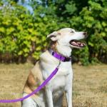 Personalized Purple Dog Collar with Engraved ID Tag