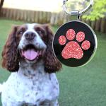 Personalized QR Dog Tags with Instant Location Alerts