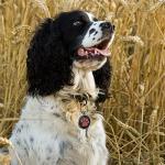 Personalized QR Dog Tags with Instant Location Alerts