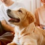 RexID QR Code Dog Tag with Online Profile