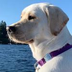 LuckyPet Slide-On Personalized Pet ID Tags