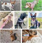 Pink No Pull Dog Harness and Leash Set