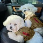 OneTigris Tactical Dog Training No Pull Harness