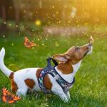 Kooltail Dinosaur Dog Harness and Leash Set