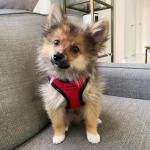 Reflective Step-In Pet Harness for Dogs and Cats