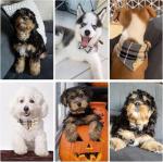 Kooltail Small Dog Collar and Leash Set with Bowtie