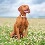 Personalized Engraved Dog Collar with ID Tag