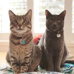 Personalized Stainless Steel Dog & Cat ID Tags