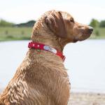 Personalized Waterproof Dog Collar with Nameplate - Orange