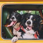 2 Pack Heavy Duty Dog Tag Clips