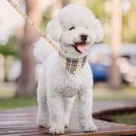 Kooltail Small Dog Collar and Leash Set with Bowtie