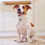 Kooltail Small Dog Collar and Leash Set with Bowtie