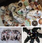 22pcs Waterproof Puppy and Kitten ID Collar Set