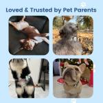 Custom QR Code Dog ID Tags - Waterproof & Silent