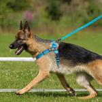 Personalized No-Pull Dog Harness with Patches