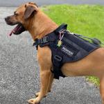 Personalized Reflective Name Patch for Pets or People