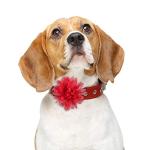 20 Pcs Colorful Dog Collar Flower Bow Charms